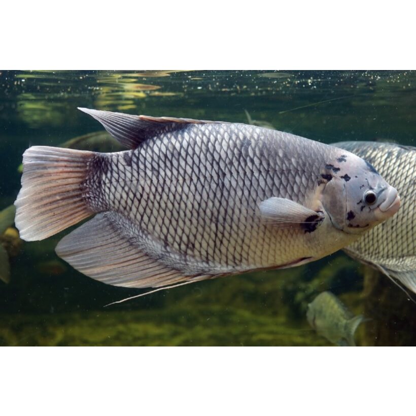 Dekorasi Hiasan Aquarium Gurami JUMBO (KHUSUS INSTAN)