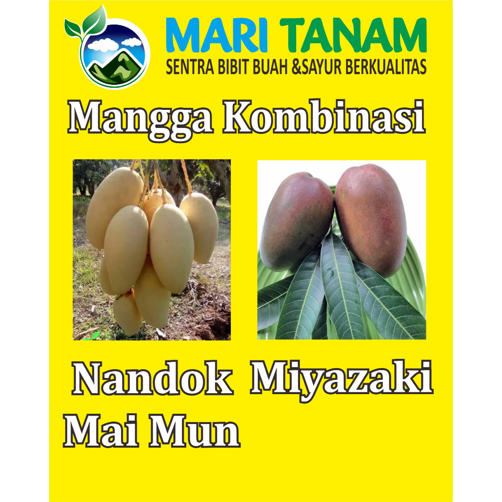 Bibit Mangga Kombinasi Unggul dan Valid