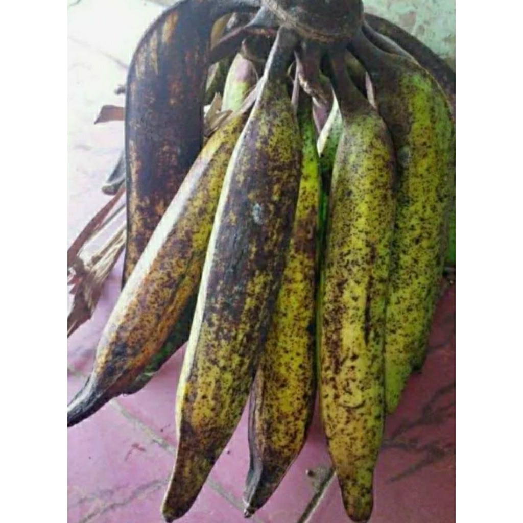bibit pisang tanduk botol kualitas