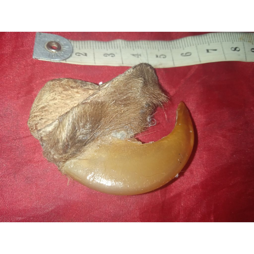 mestika alami. HM. jumbo ngureakk