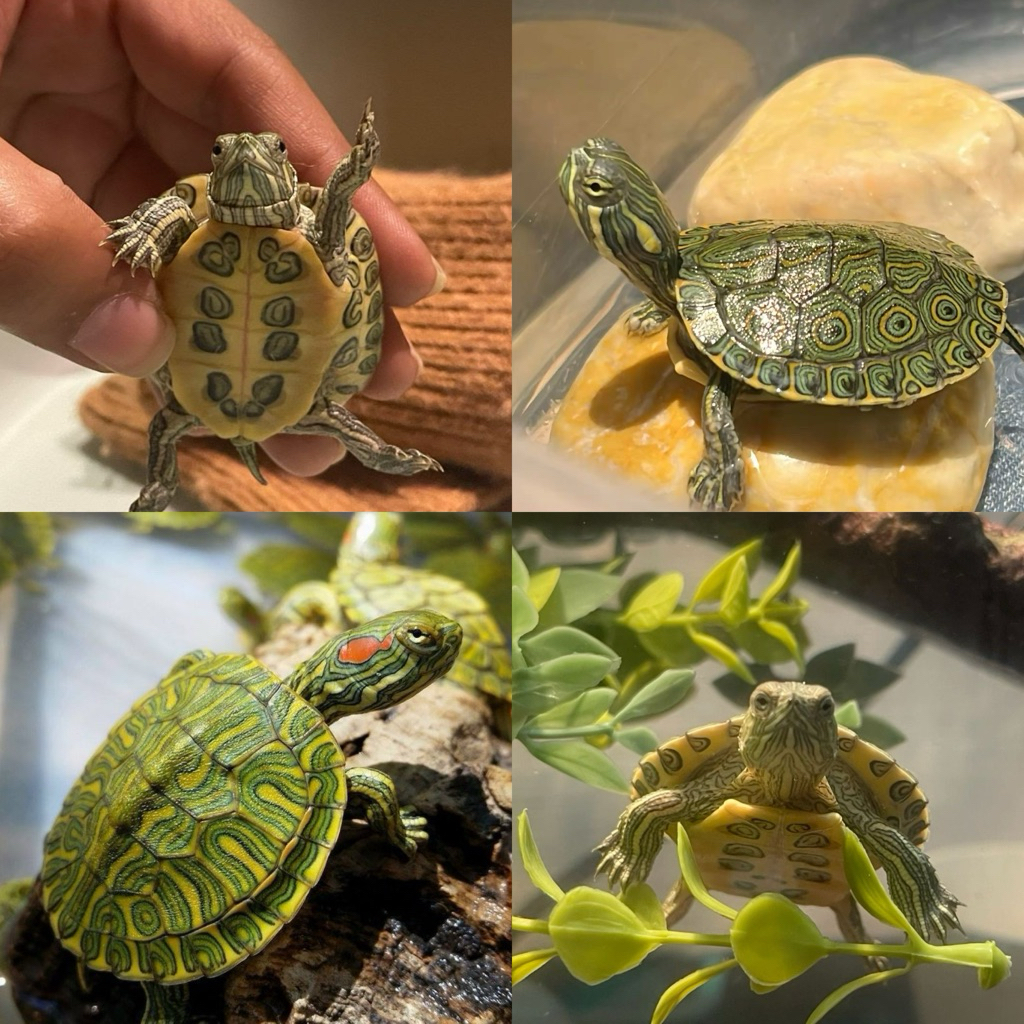 [Chan Aquatic] Baby Brazil Tortoise Mainan Anak