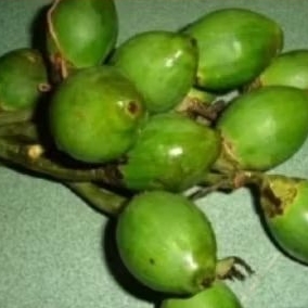 Pinang muda segar