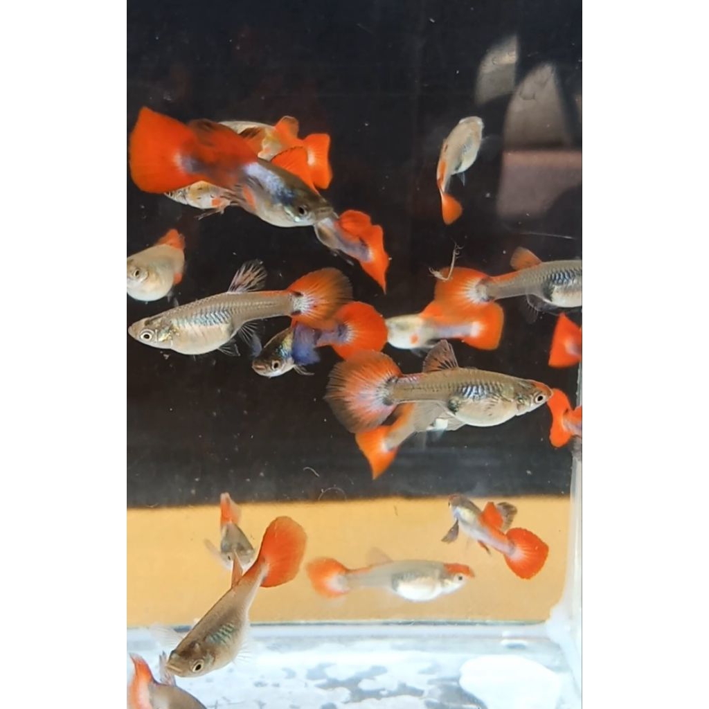 Ikan Guppy PRTDE Round Tail usia remaja sepasang warna menawan