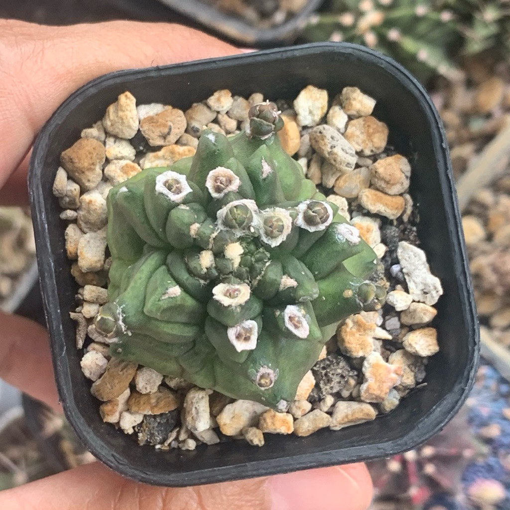 Gymnocalycium kikko gymno id var hybrid varigata kaktus gymno miha var tanaman hias hidup gurun duri