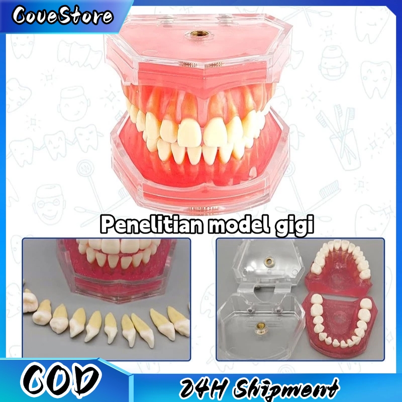 Dental Model Study Studi Gigi Lepasan Phantom Pantum Gigi Lepas Rubber