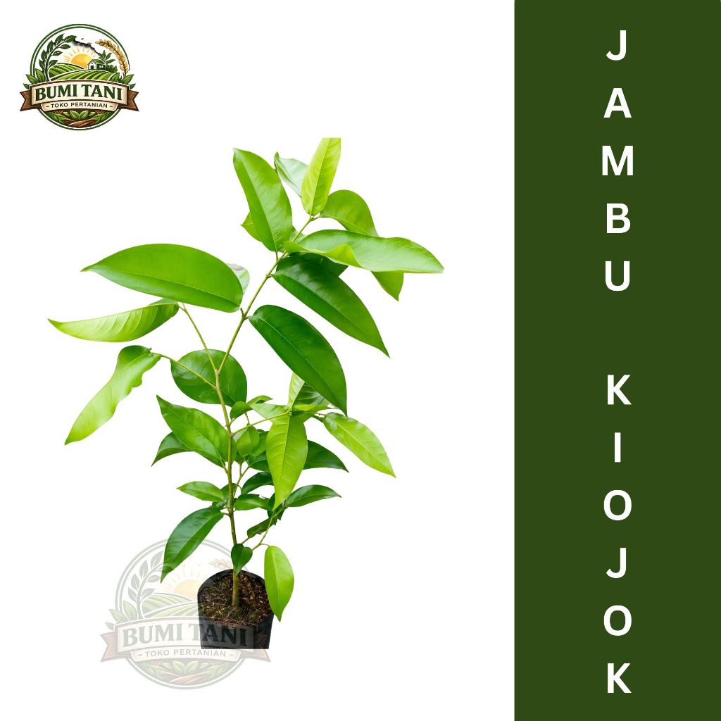 Bibit Jambu Air Kiojok Hasil Okulasi Bibit Tanaman Jambu Kiojok