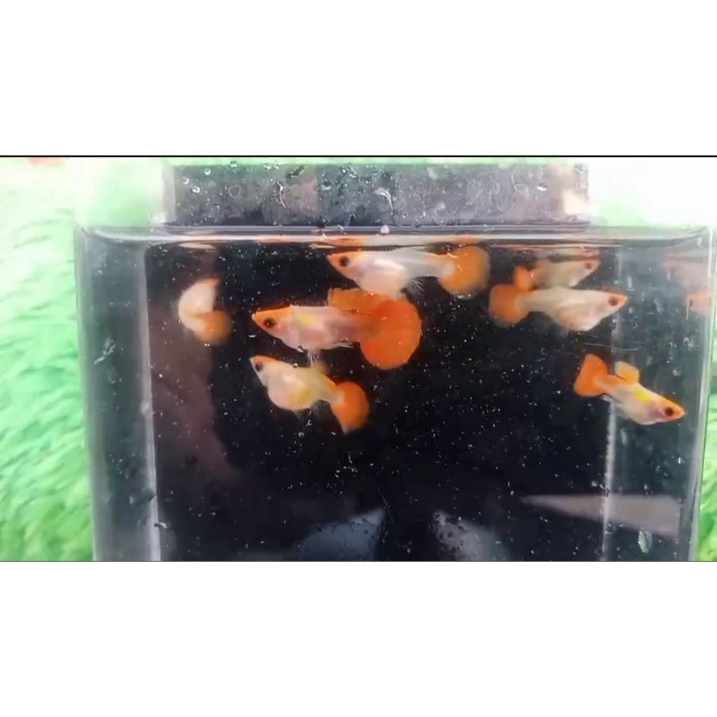 ikan Guppy Ss koi