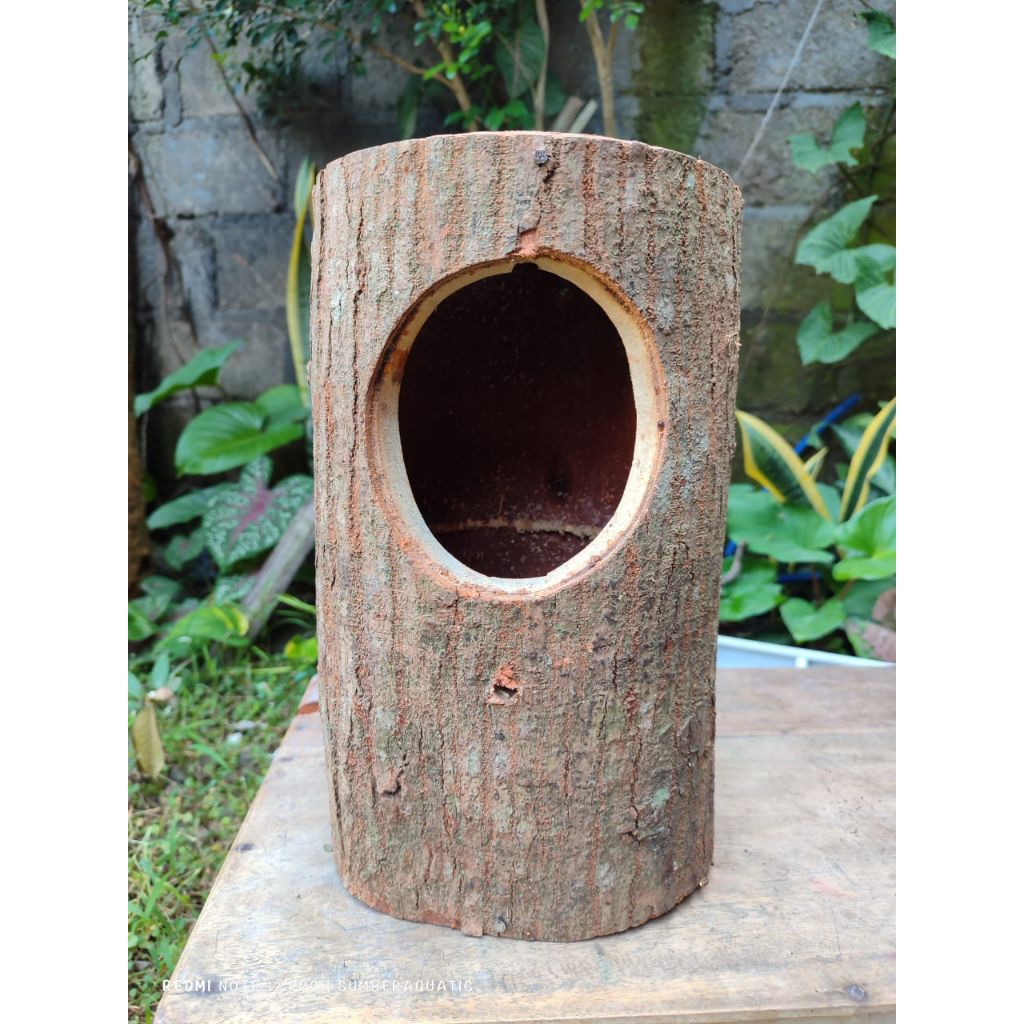 glodok pohon | kayu mahoni | murai