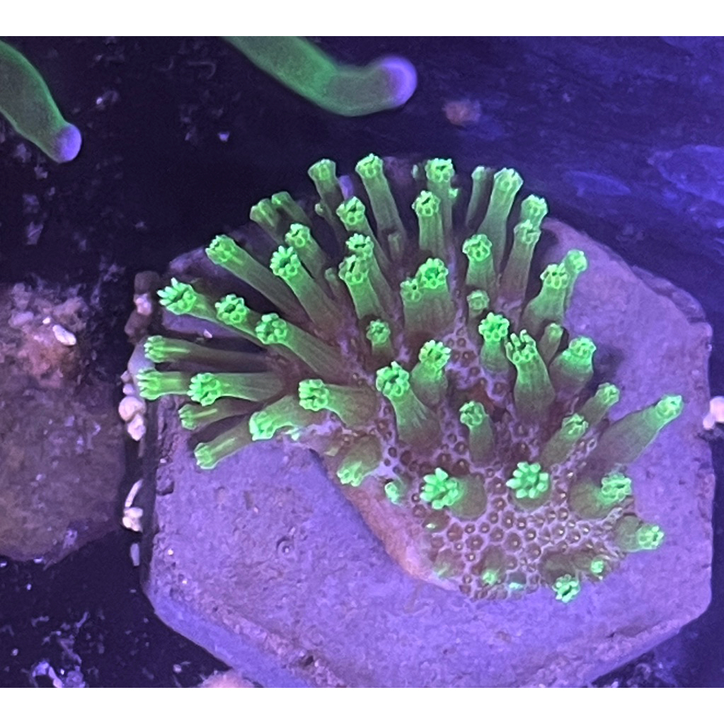 hiasan coral jamur fiji payungan