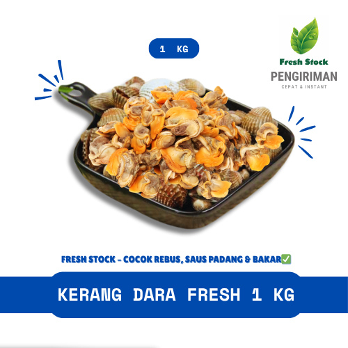 KERANG DARA | FreshStock