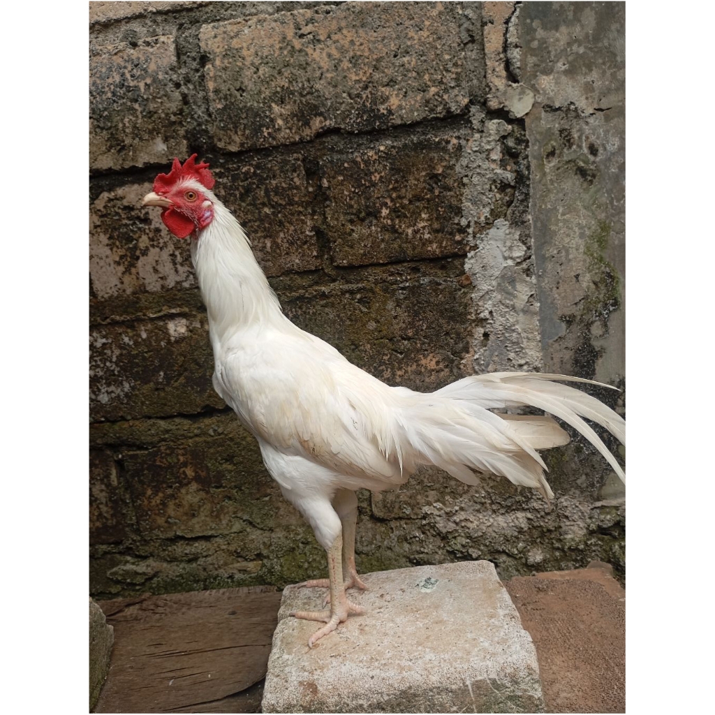 Ayam kampung putih jantan jago muda di jakarta