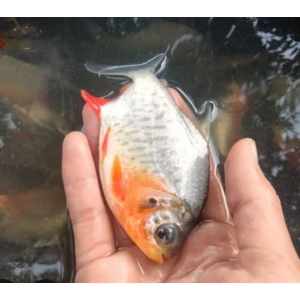 bibit ikan bawal jumbo