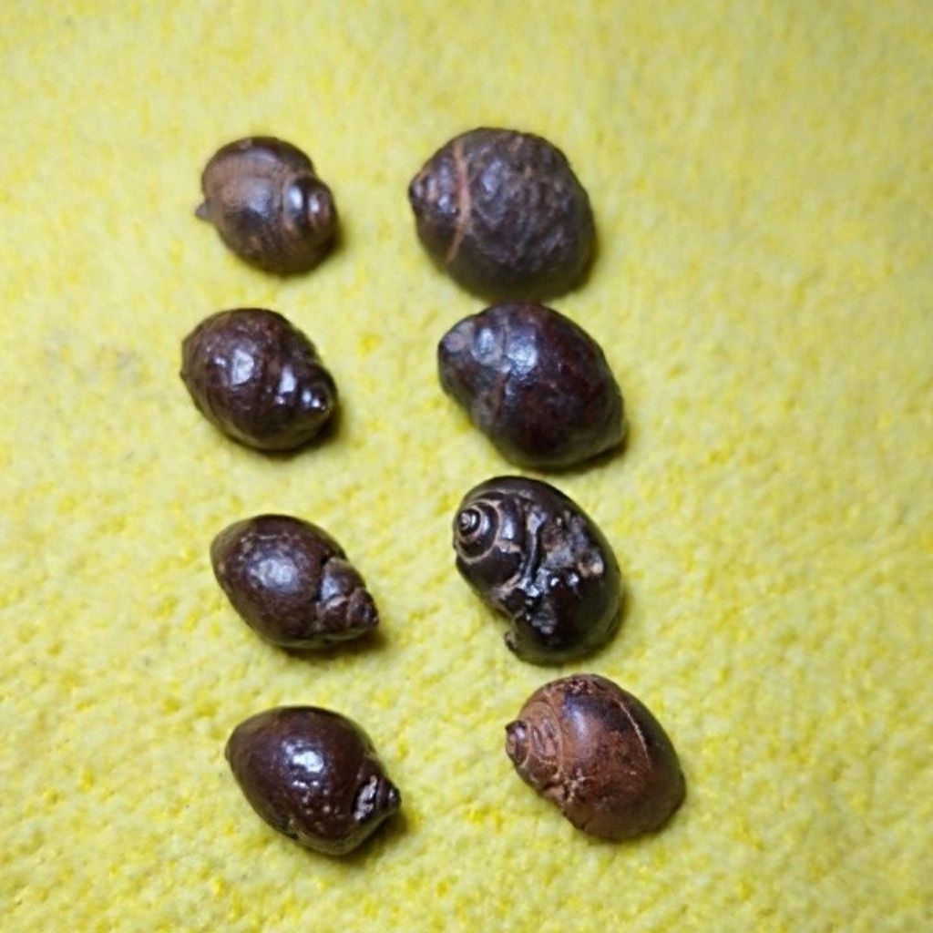 1pcs batu keong buntet alami