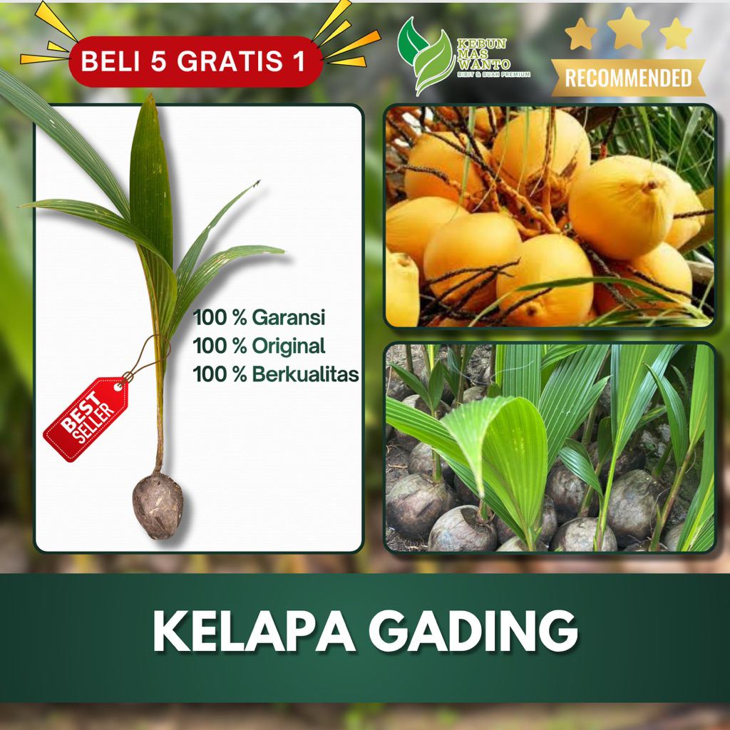 BIBIT BUAH KELAPA GADING GENJAH SUPER UNGGUL-BIBIT KELAPA GADING-BIBIT KELAPA GADING KEBUN MAS WANTO