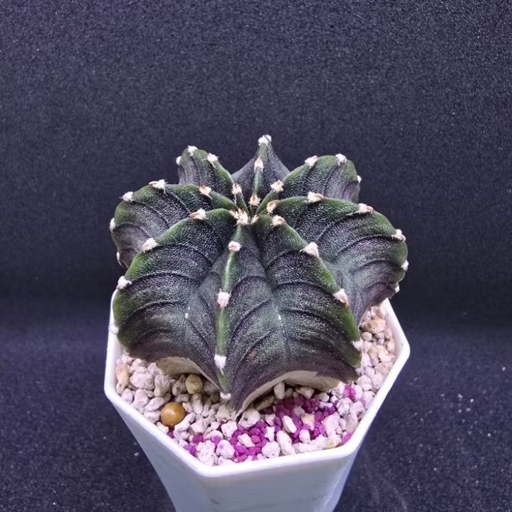 Kaktus Gymno "VoS 1241" (Gymnocalycium friedrichii VoS 1241)