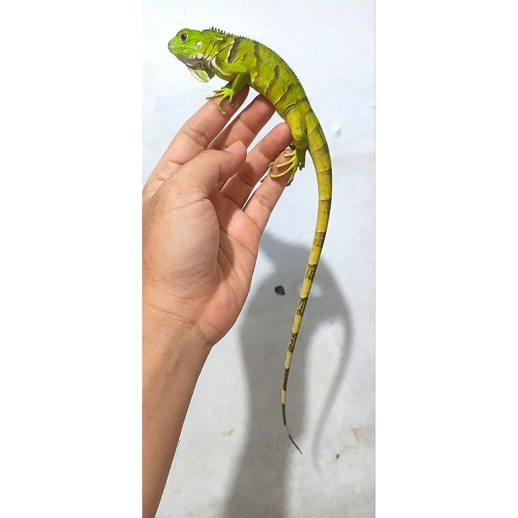 iguana tobago hybrid green 3