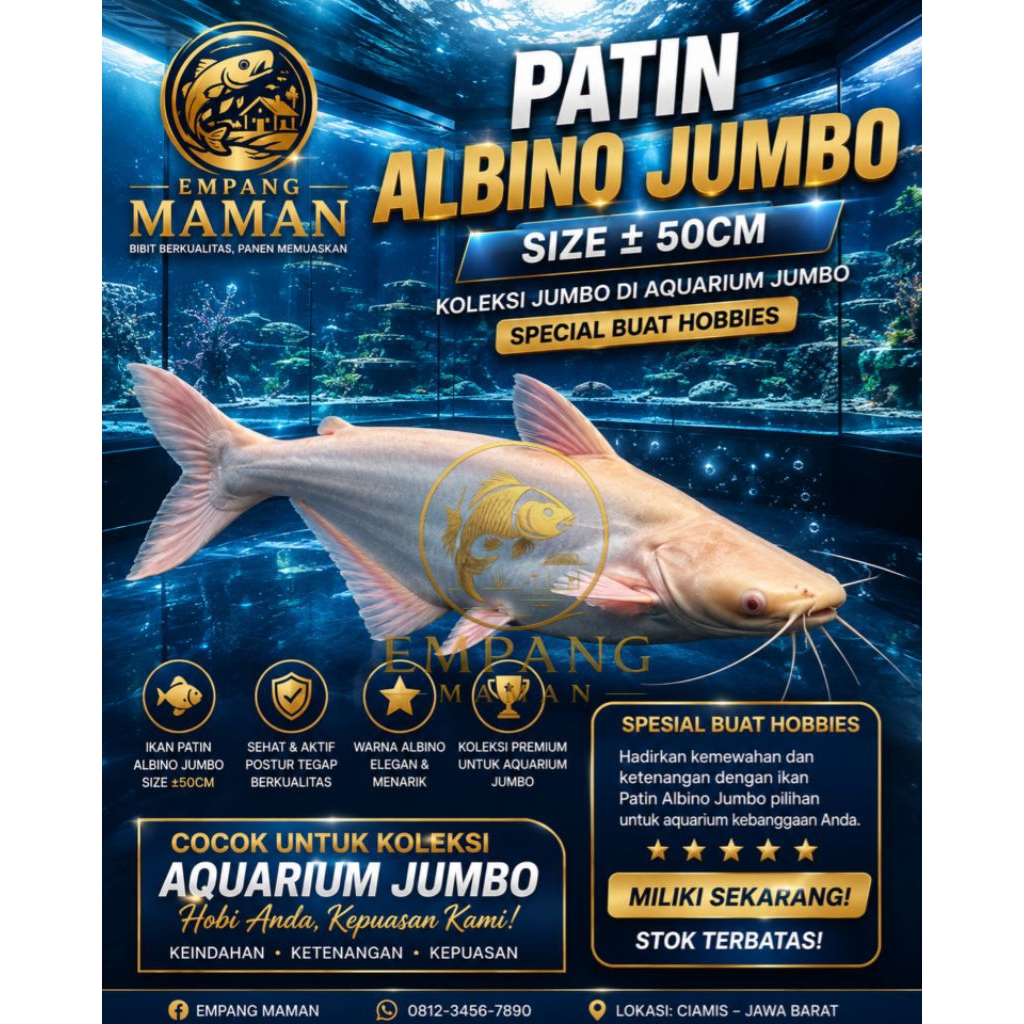 PATIN ALBINO SUPER JUMBO HIASAN KOLAM AQUARIUM BIG SIZE KOLEKSI HOBBIES
