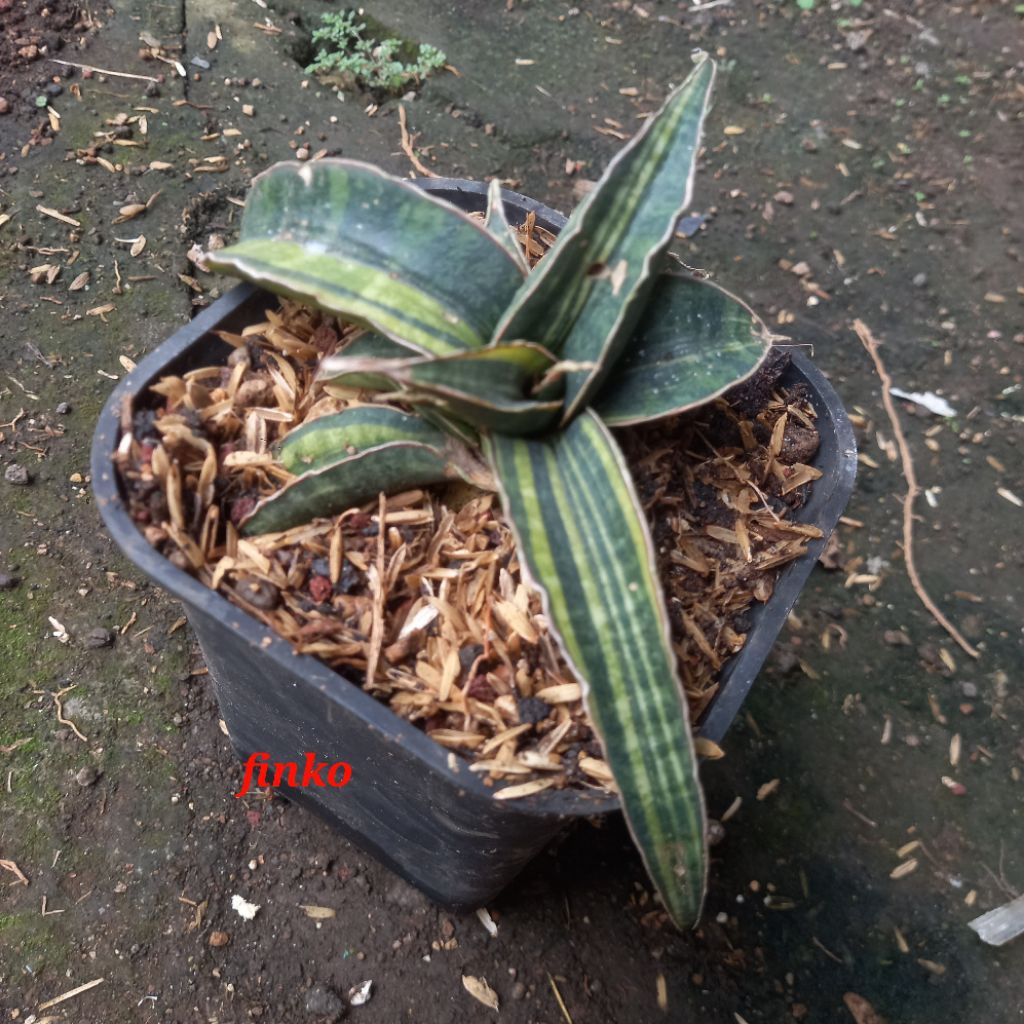 sansevieria fischerii variegata