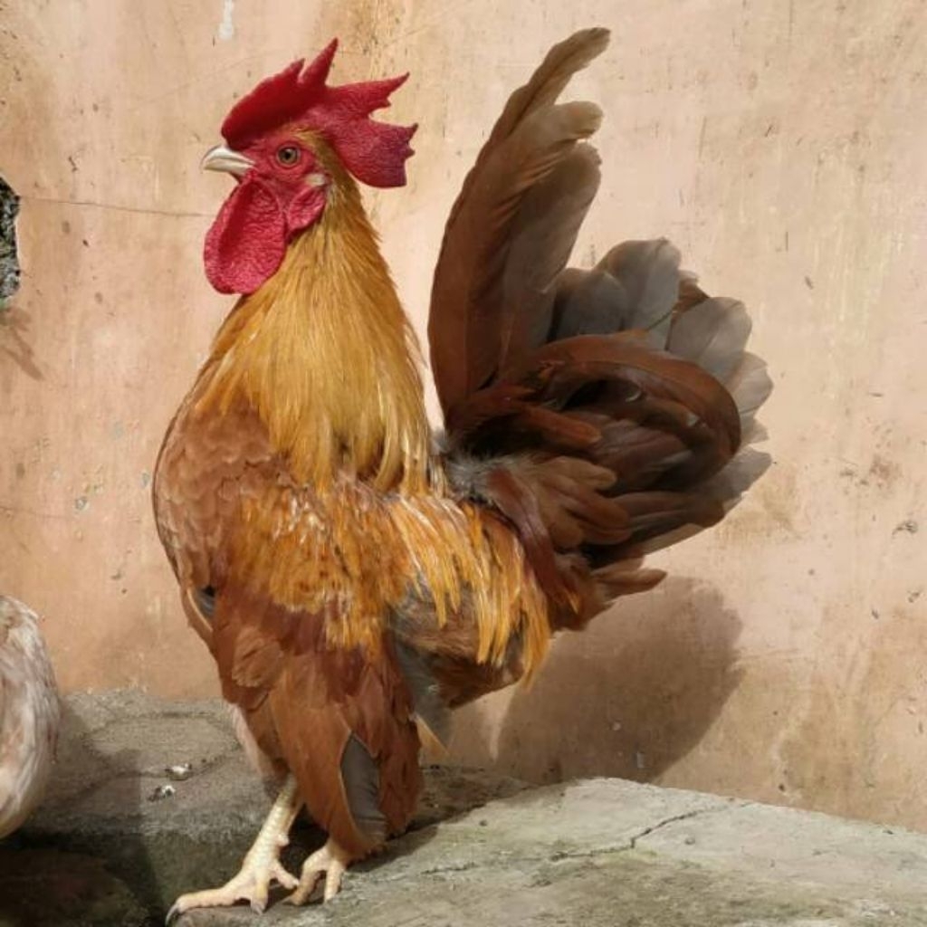 paket sangat hemat 5 telur ayam fertil Kate burma petarung atau buat hiasan kandang cocok di peranak