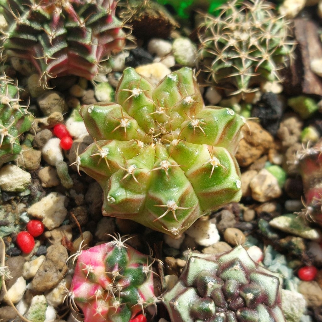 Kaktus Cantik Neon Gimno Gymno Gymnocalycium Neon 1 Set Pot