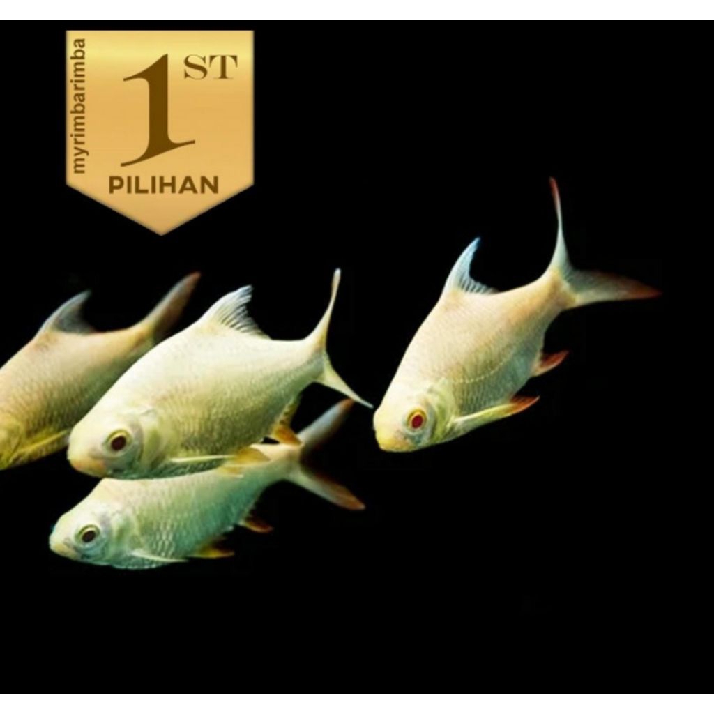 Kaviat Albino Jumbo Ikan Hias Air Tawar Hiasan Aquarium Tanaman Aquascape