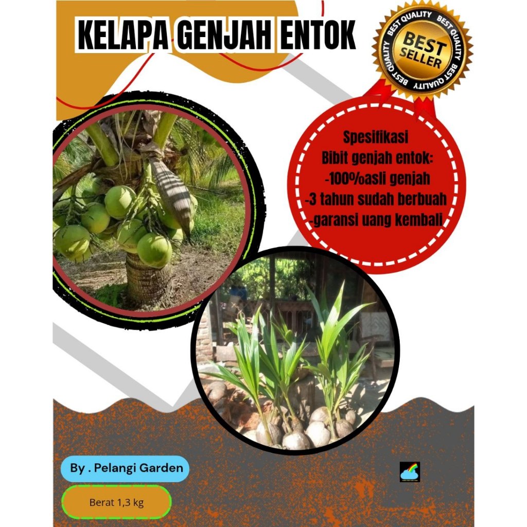 ASLI 100% Tanaman Kelapa Pendek Cepat Berbuah, Tanaman Kelapa Pendek Entok Jumbo