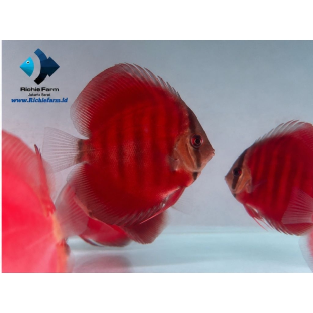 Ikan Discus Sun Merah 3 inch