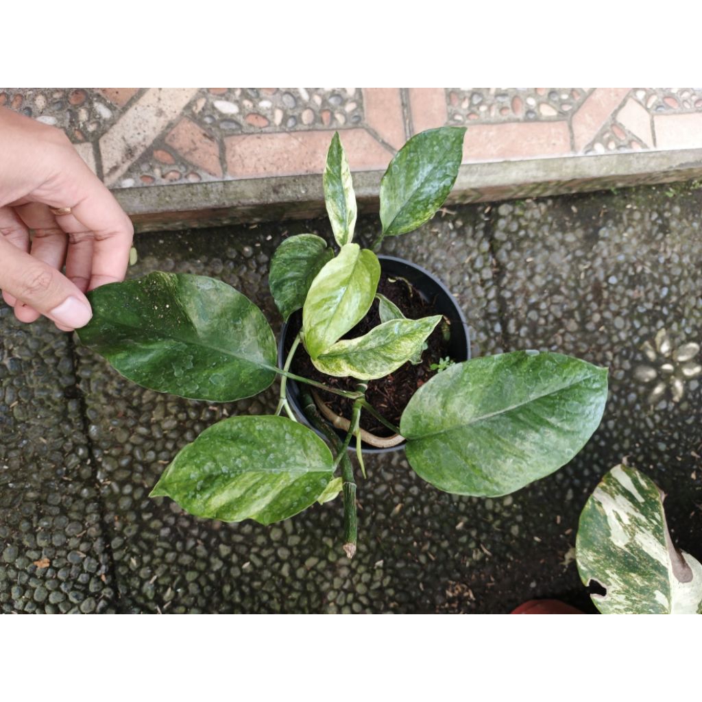 epipremnum sp hanoman