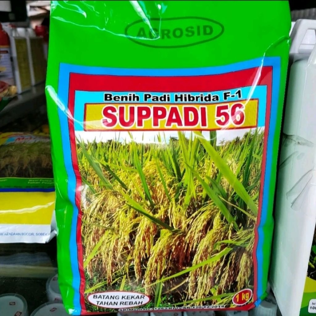 (DISKON 1KG) BENIH PADI HIBRIDA SUPPADI 56 100% ORIGINAL