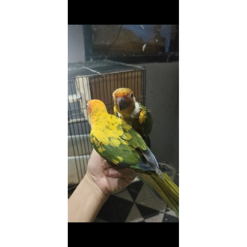 sunconure dna sepasang /2ekor