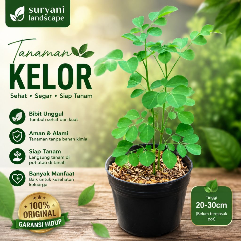 Bibit Tanaman Daun Kelor Rimbun Tanaman Herbal Kelor Daun Kelor Siap Tanam