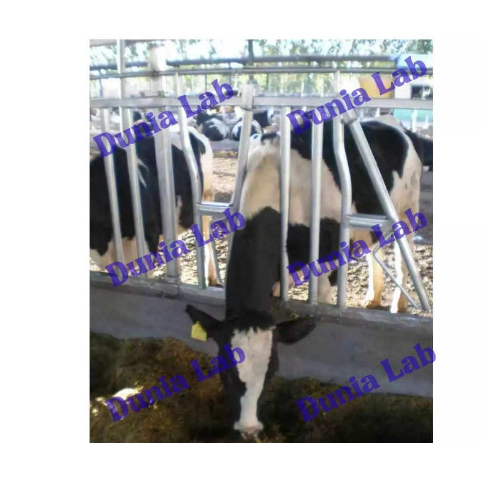 Headlock Sapi KLN
