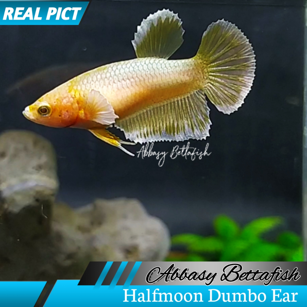 Halfmoon Dumbo Ear Softgold Betina Female Real Picture 02