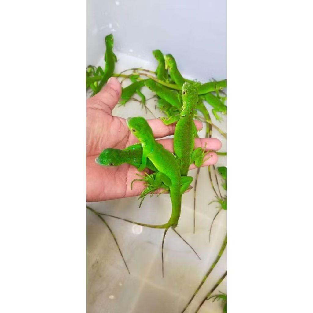 beby iguana green