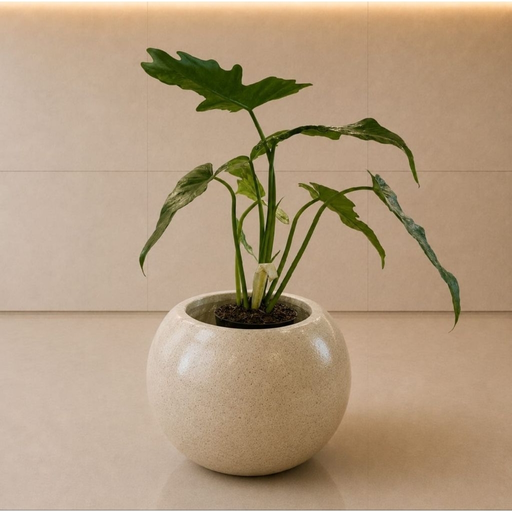Pot Meja Mini Teraso Terrazzo Tipe Bola Mini Cocok Untuk Penghias Meja