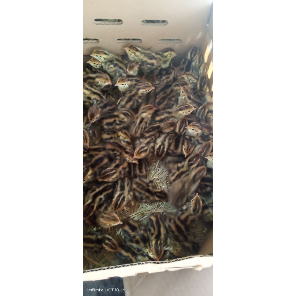 anakan burung puyuh ata DOQ