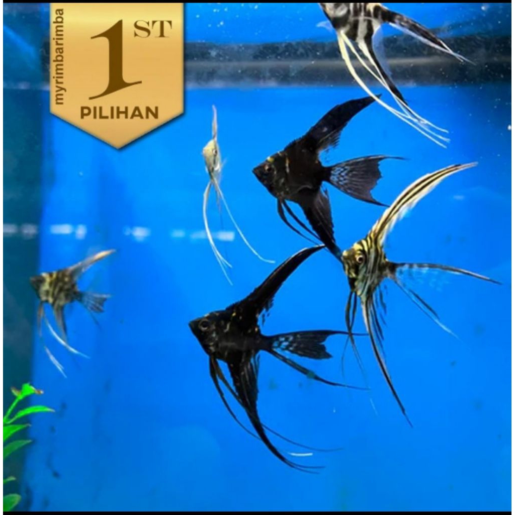 Manfish Full Black Slayer Ikan Hias Aquascape Hiasan Aquarium Tanaman