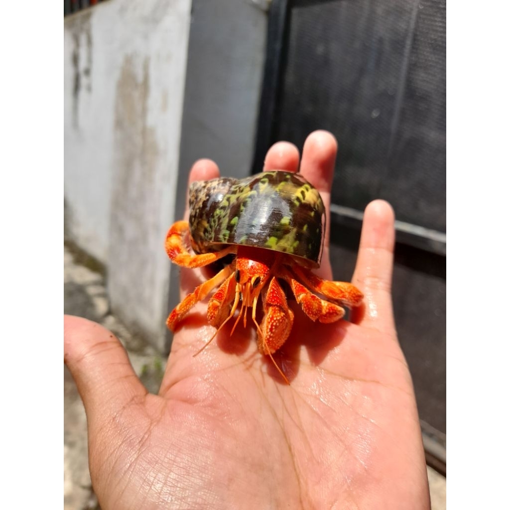 Edukasi Kelomang Perlatus Strawberry Oranye