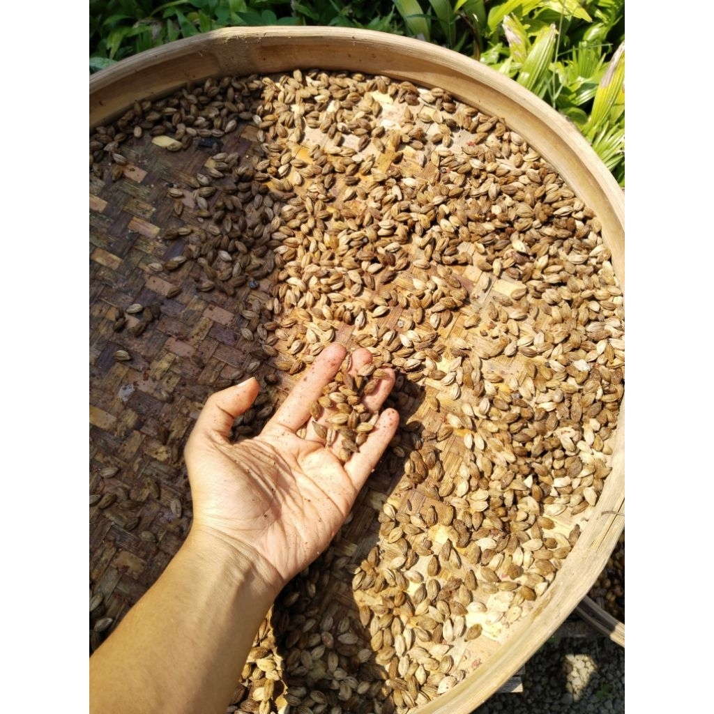 Biji Palem 10/Palem Jepang