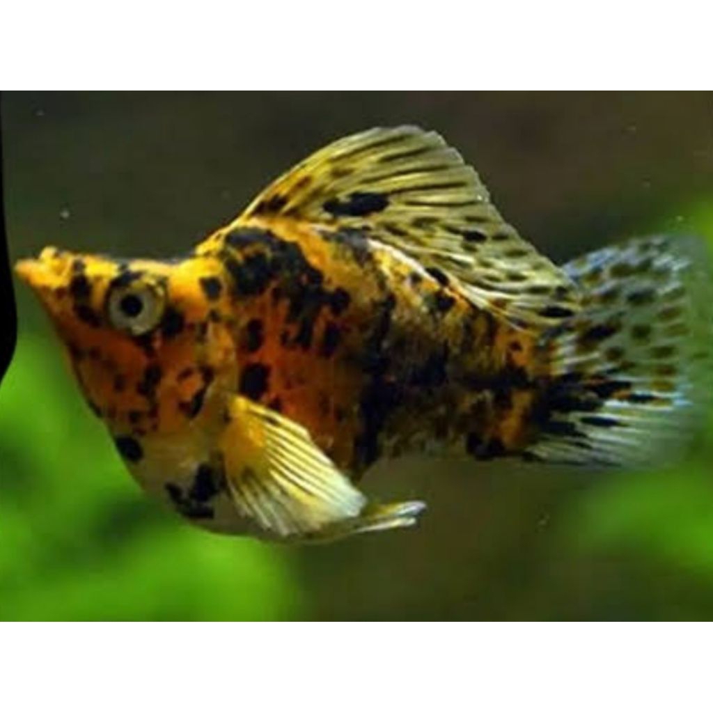 MOLLY MERPATI CALICO (trio 1 jantan 2 betina)