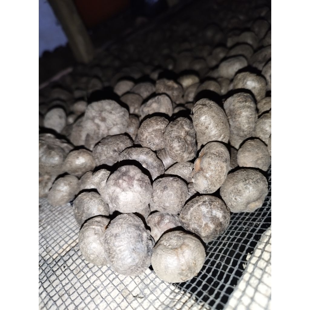 BIBIT PORANG ASLI / KATAK PORANG / BIBIT KATAK PORANG ASLI DORMAN / AMORPHOPHALLUS KONJAC / COBLOK P