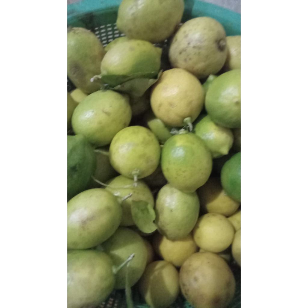 Lemon sigles/lemon lokal/fresh petik dari kebun/lemon diet