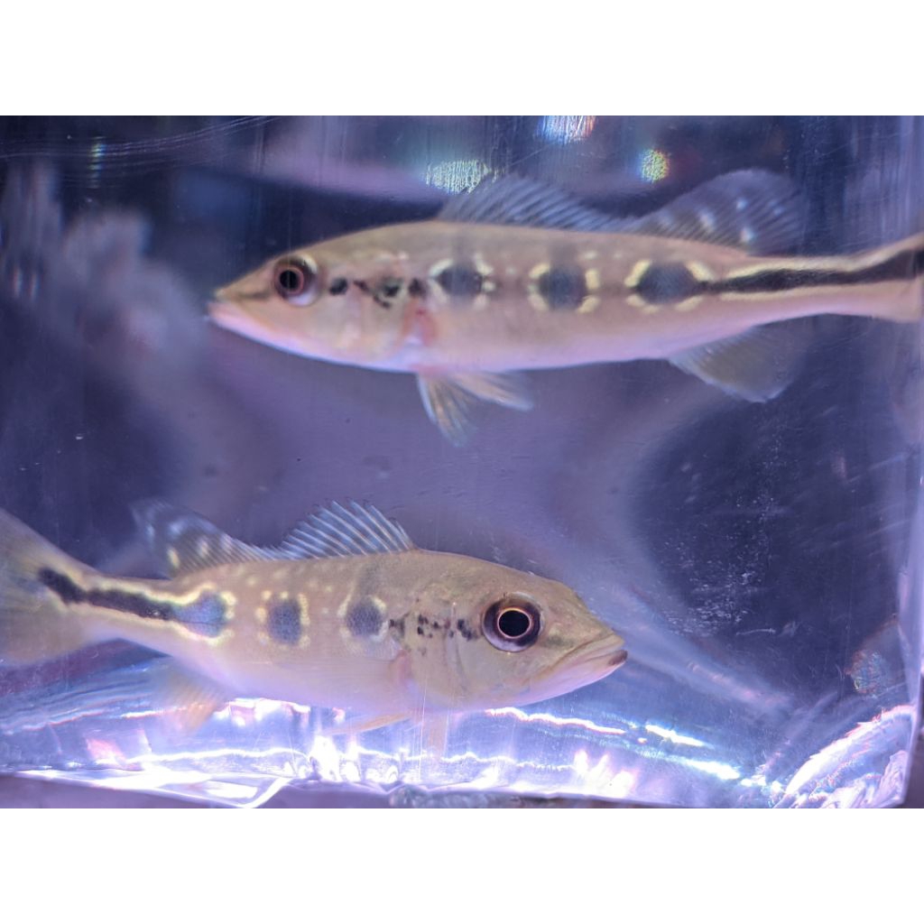 Pbass Orinoco 3 Spot Full Pelet sz 8cm