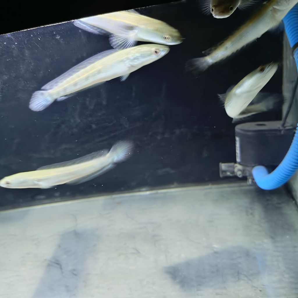 Ikan Channa Yellow Sentarum Asli Kualitas Terbaik
