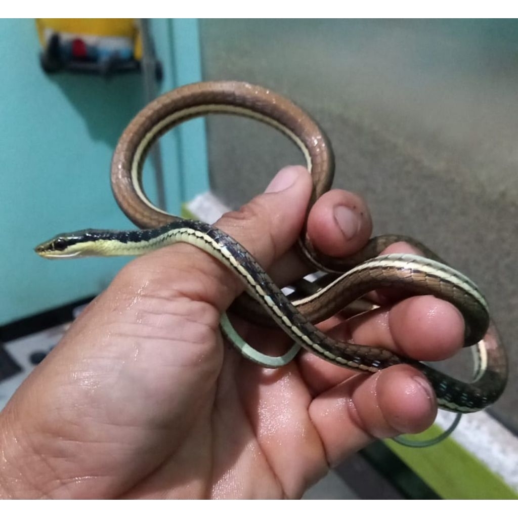 Tali picis/Tampar/Dendrelapis pictus