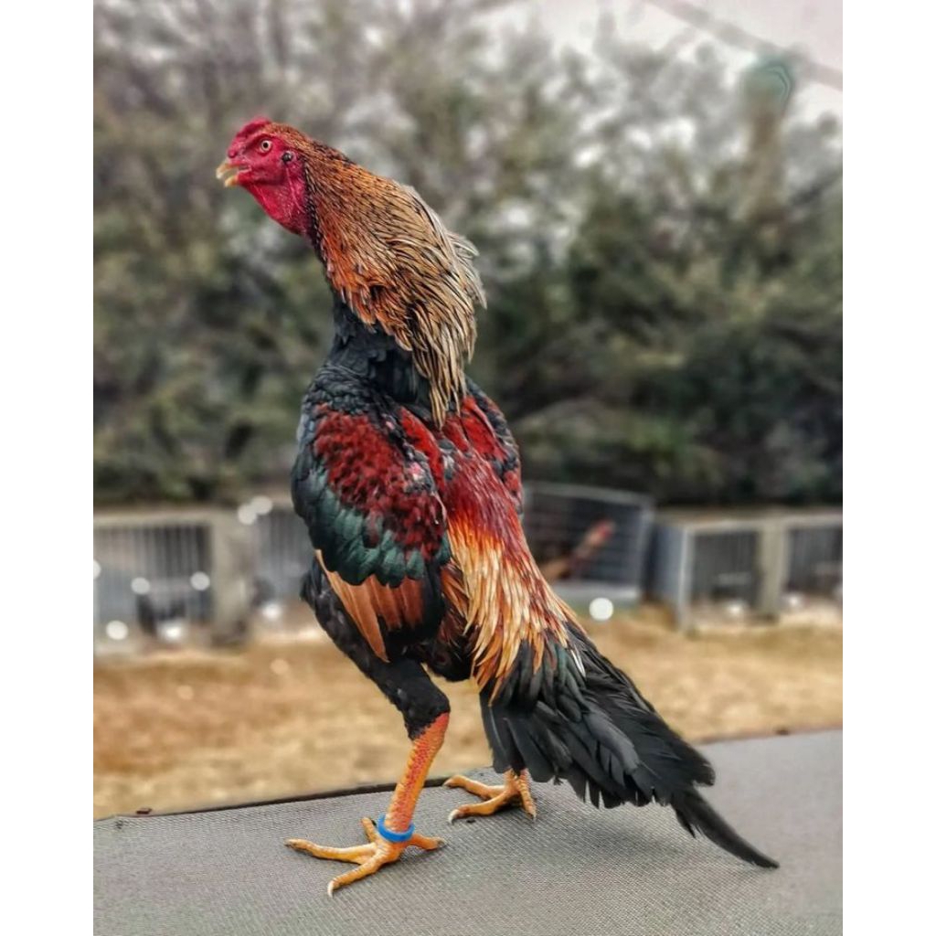 telur tetas ayam samo siap di tetaskan