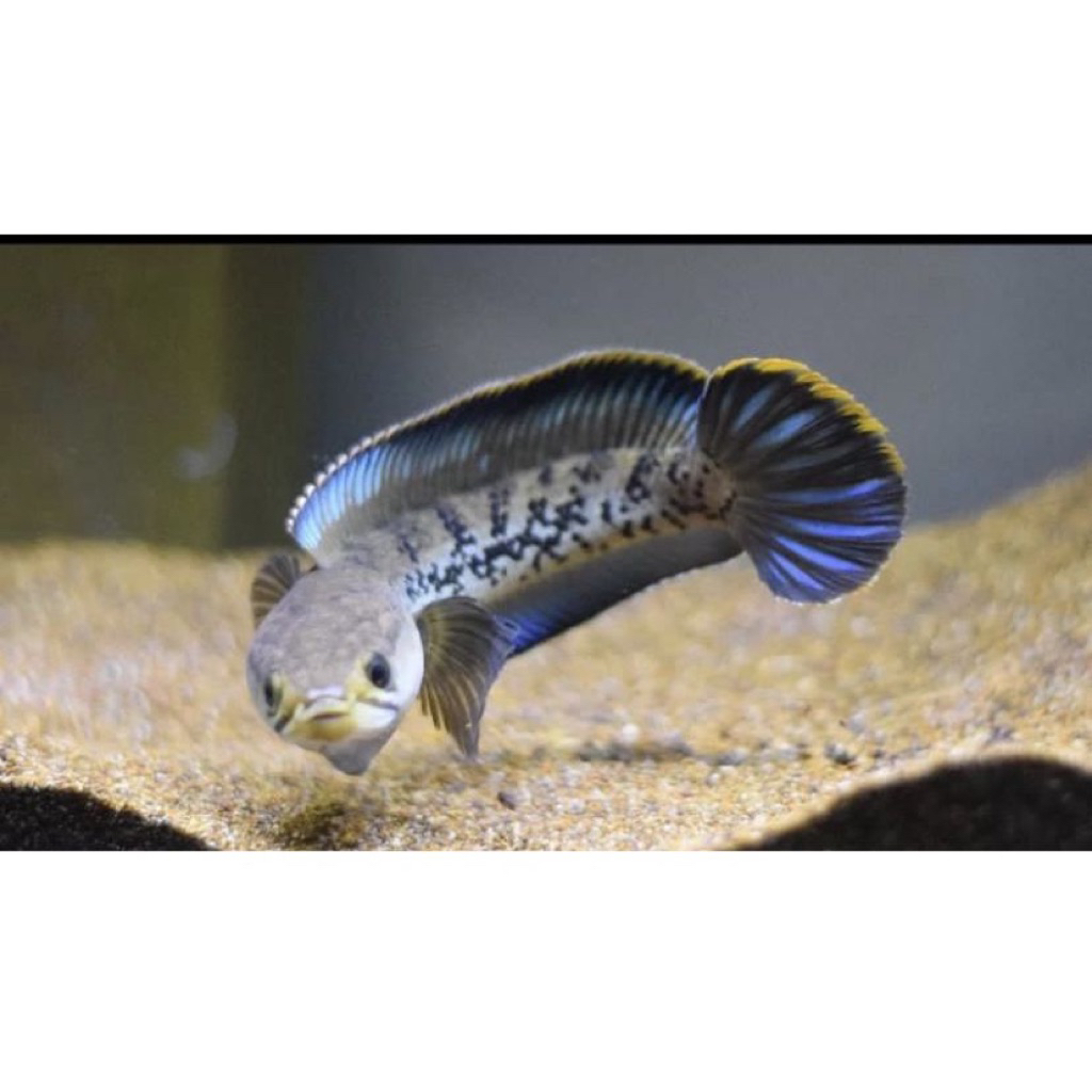 Chana Stewarti karbialong Paket isi 3 ekor, Size 3-6cm kondisi baik