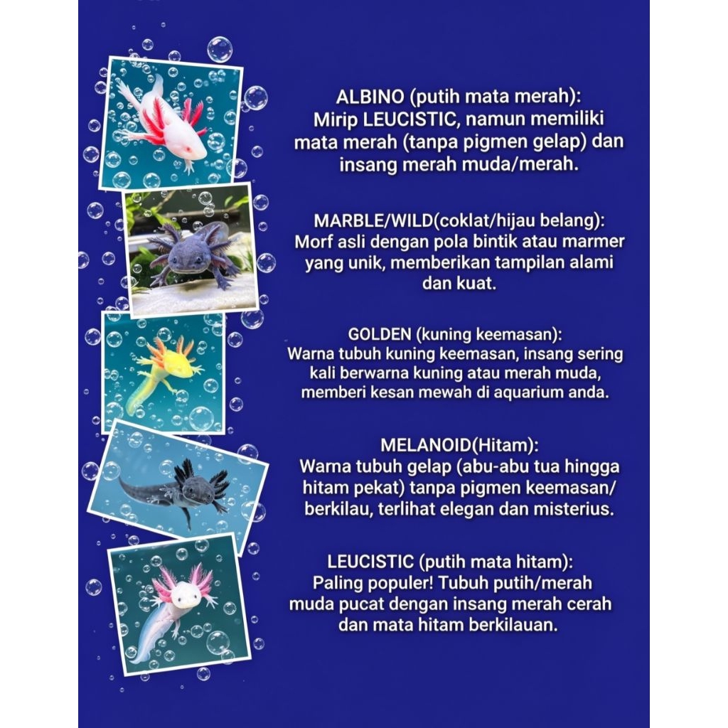 HIASAN AQUARIUM AXOLOTL SALAMANDER ALBINO (putih mata merah)