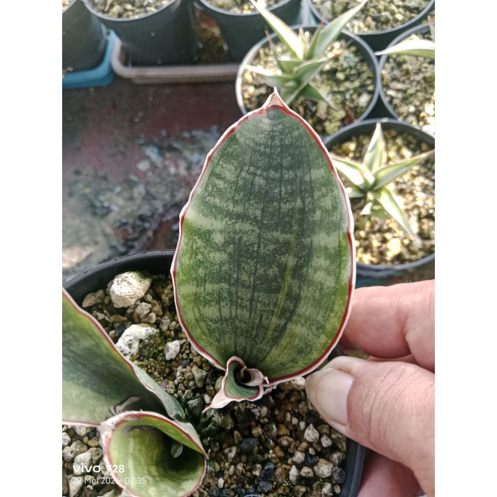 sansevieria dragon silver variegata lidah mertua dragon var