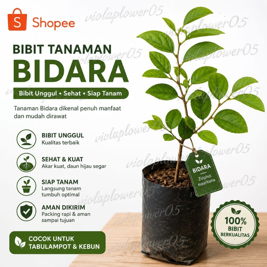 Pohon Bidara Asli Arab 30_40cm Subur ( beli 5 gratis 1)Rimbun Siap Tanam. Pohon Bidara Asli Arab Rim